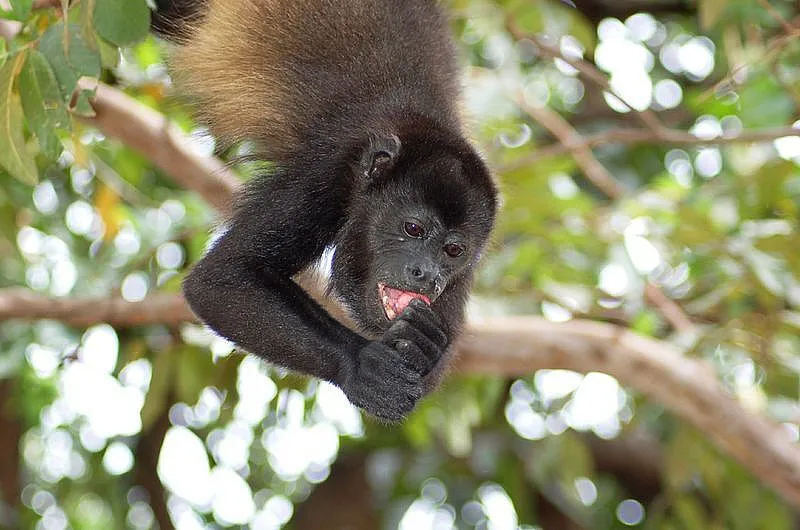 White-faced capuchin monkey in the rainforest of Manuel Antonio Costa Rica