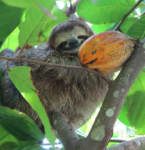 A two-toed sloth carefully eating a piece of fruit in the Costa Rican jungle