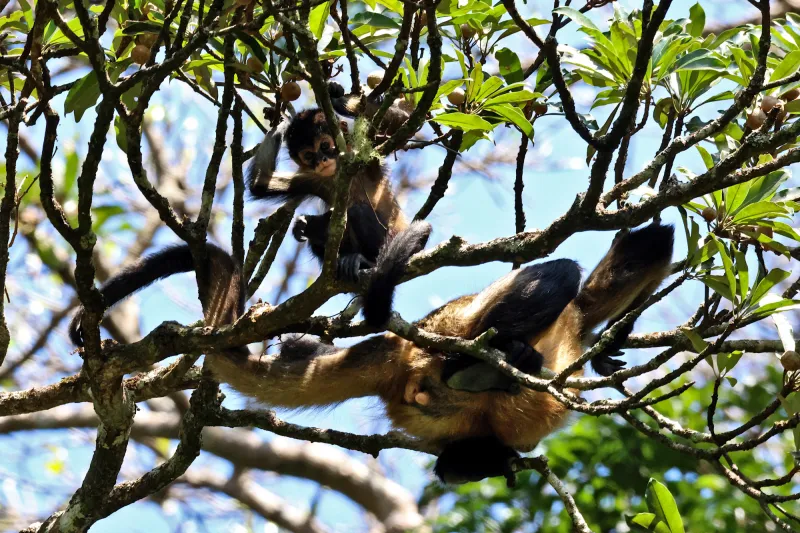 Spider monkey with long limbs in a tree in Manuel Antonio Costa Rica