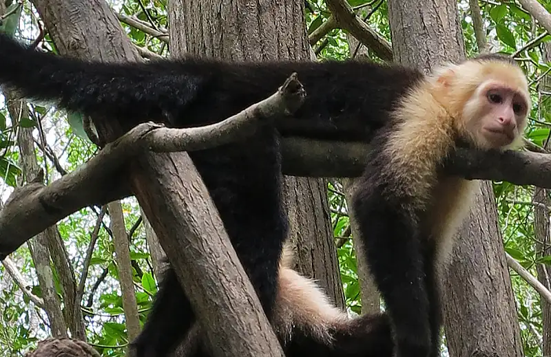 Mangrove monkeys monkey mangrove tour manuel antonio quepos costa rica damas