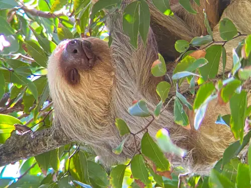 Hoffmann's two-toed sloth moving along a branch in the Manuel Antonio canopy