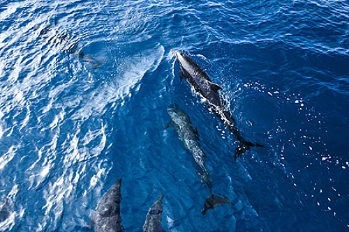 Spotted dolphins leaping from the Pacific ocean in Manuel Antonio Costa Rica