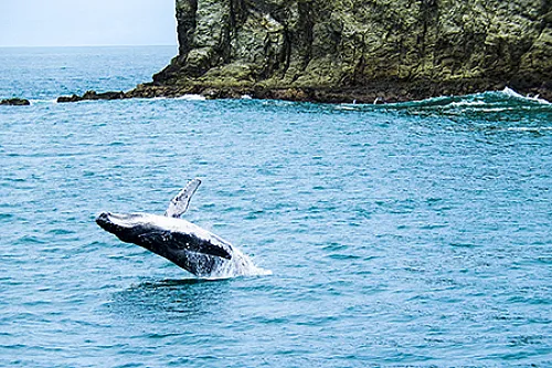 Humpback whale breaching the surface during a Manuel Antonio whale watching tour