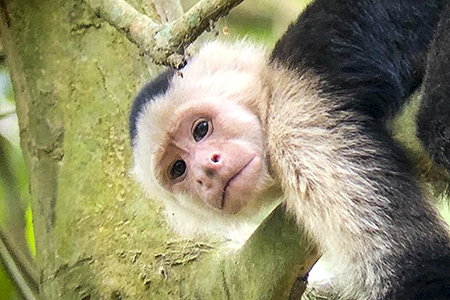 Mono en Parque Manuel Antonio