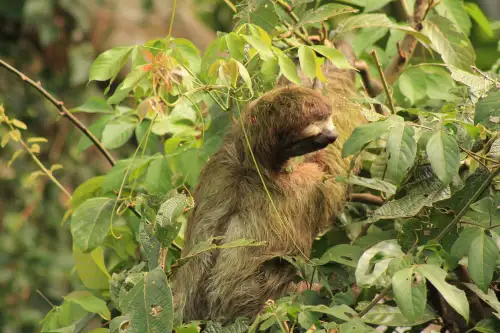 A wild sloth perfectly camouflaged in the dense canopy of the Manuel Antonio National Park