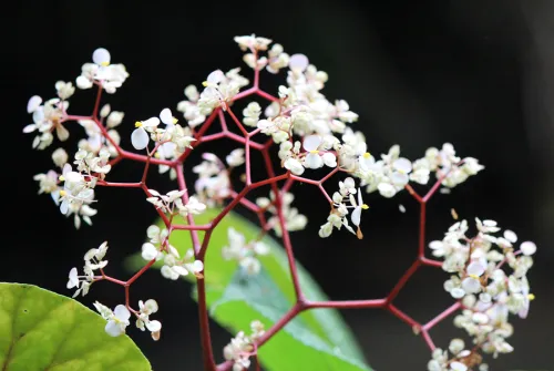 Monteverde orchids blooming at night in cloud forest rainforest Costa Rica
