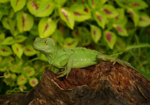 Lizard reptile camouflaged in Monteverde cloud forest Costa Rica
