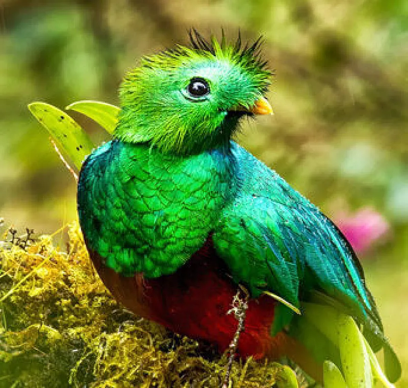 resplendent quetzal bird monteverde costa rica