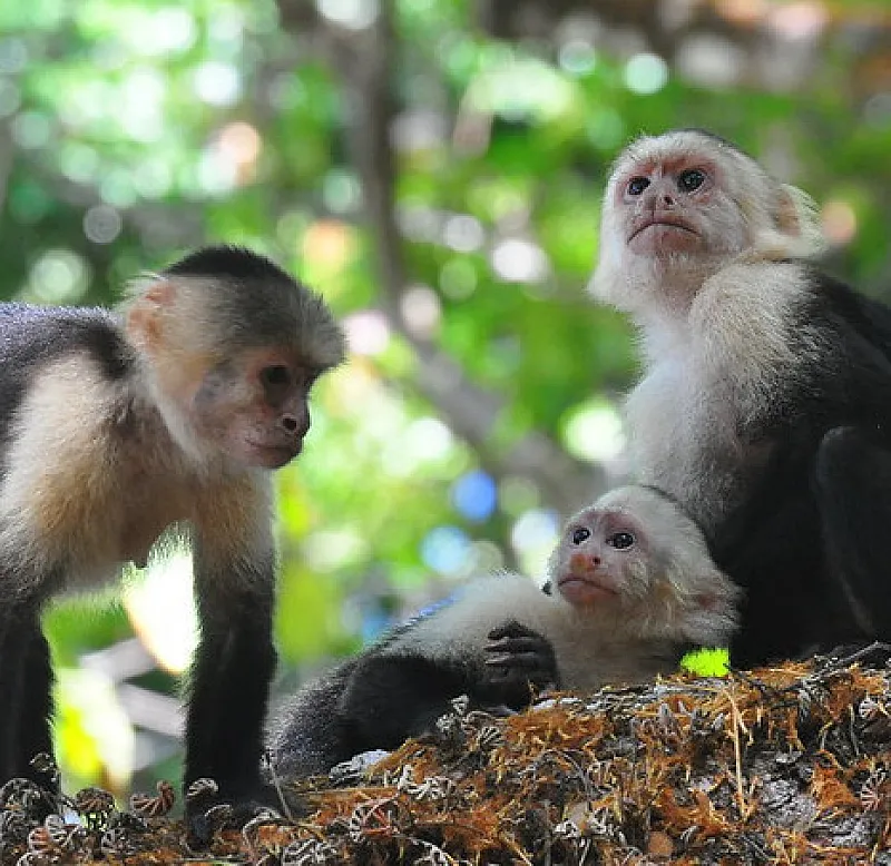 White-faced capuchin monkeys in the Damas Mangroves near Manuel Antonio
