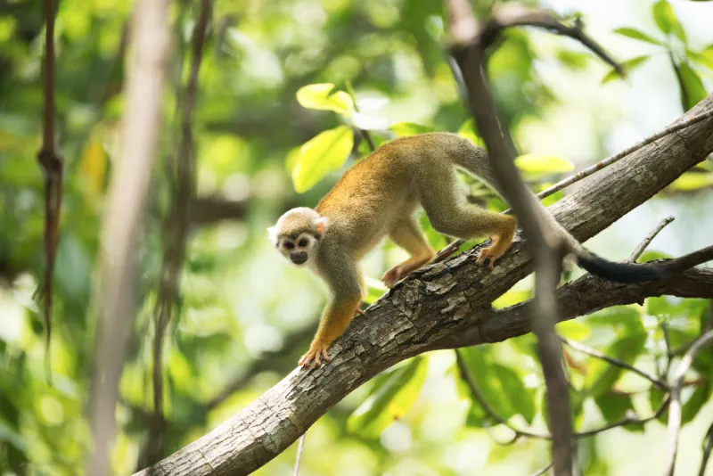Central American squirrel monkey, an endangered species in Manuel Antonio
