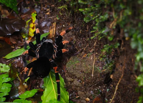 Tarantula spider resting on a tree in Costa Rica night tour