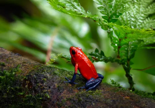 Blue jeans frog on green leaf Monteverde Costa Rica