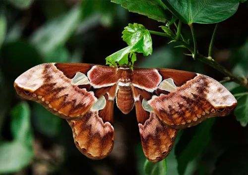 Beautiful nocturnal moth species in Costa Rica rainforest