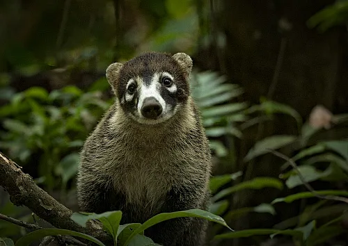 Coati foraging in Costa Rica jungle rainforest
