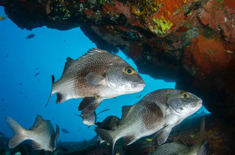 snapper fish