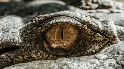 The Crocodile Mangrove Tour of Costa Rica
