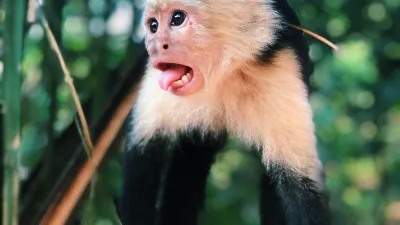 Costa Rica Drops Travel Insurance Requirement for U.S. Travelers