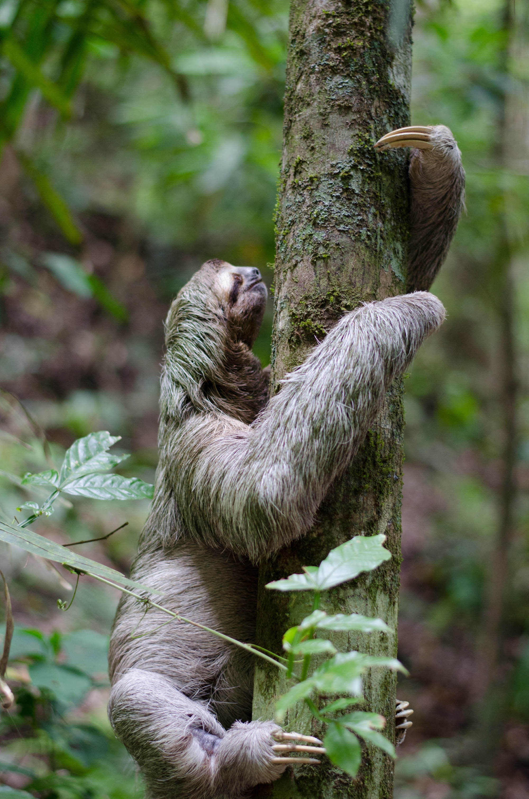 Three-toed sloth climbing a tree in the rainforest near Jaco, Costa Rica