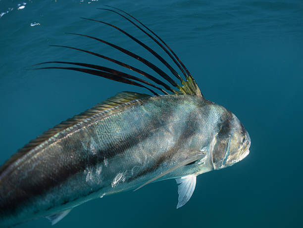 Underwater shot of a wild Roosterfish displaying its iconic dorsal fin in Costa Rica