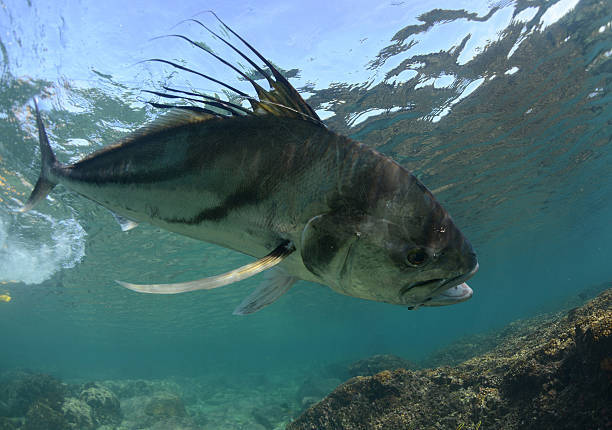 Underwater view of a wild Roosterfish swimming over a rocky reef in Costa Rica