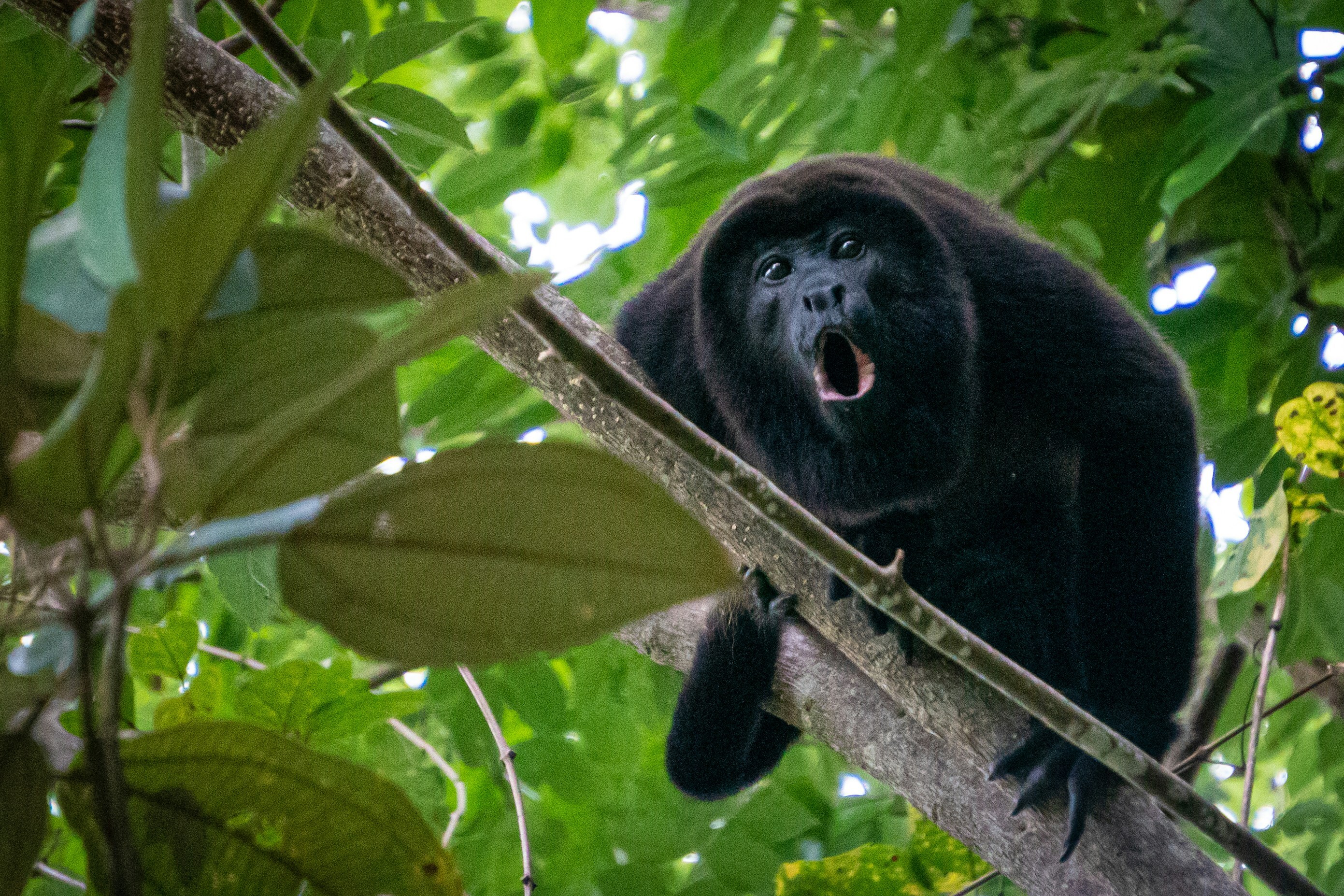 Wild Mantled Howler Monkey roaring in the rainforest canopy of Costa Rica