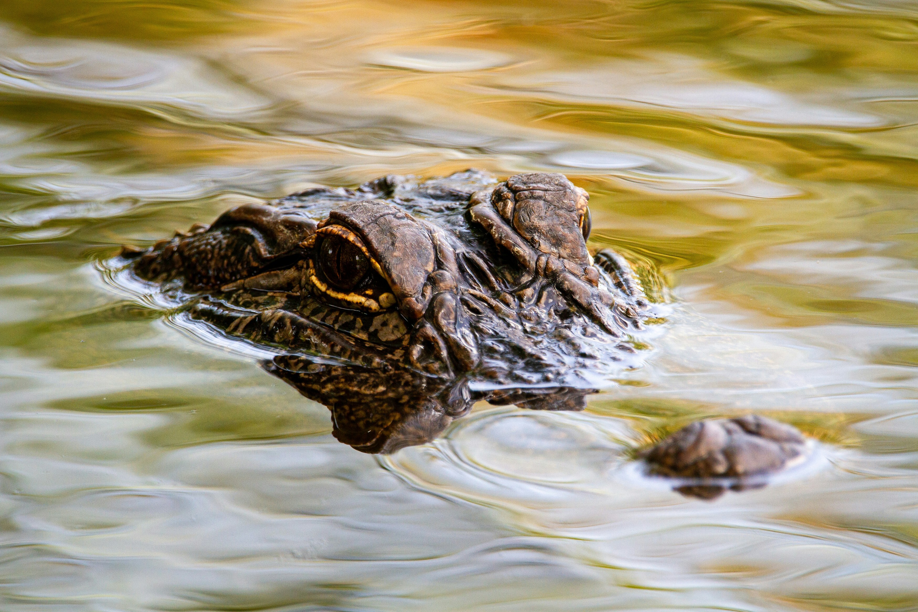 Close-up of an American Crocodile submerged in the waters of the Tarcoles River Costa Rica