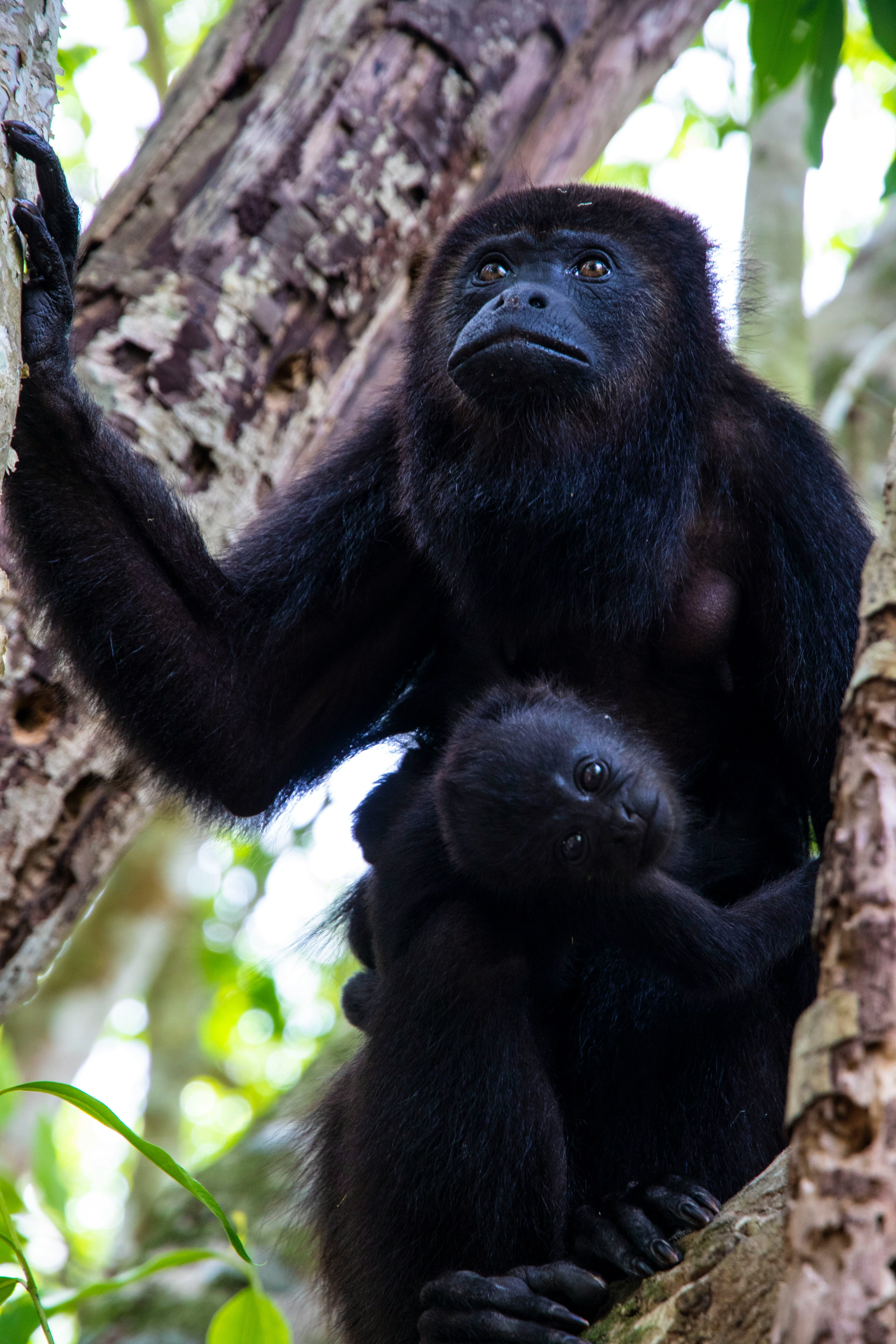Female Mantled Howler Monkey carrying her baby in the Costa Rican rainforest