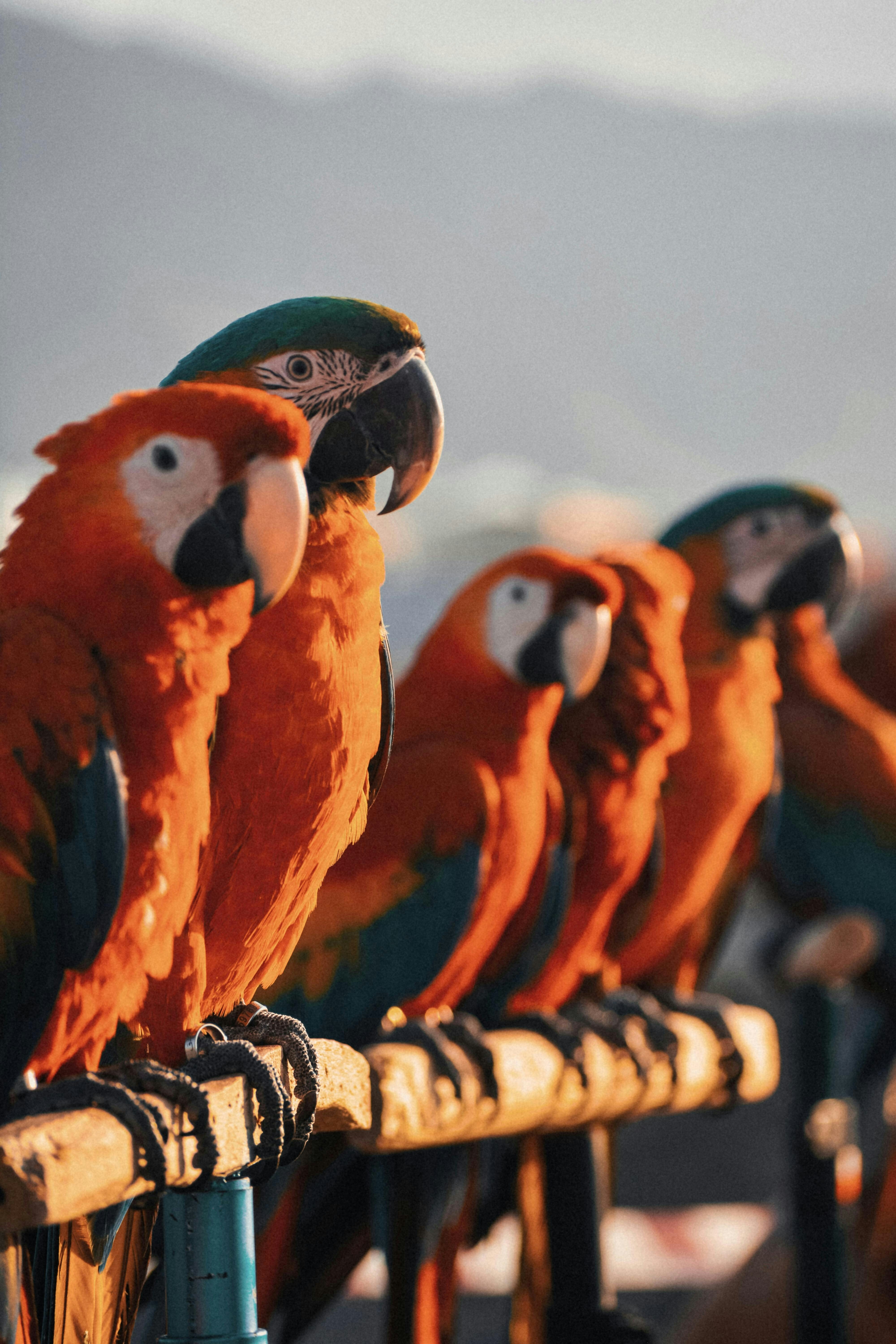 A flock of wild Scarlet Macaws perched together in the sunlight in Costa Rica