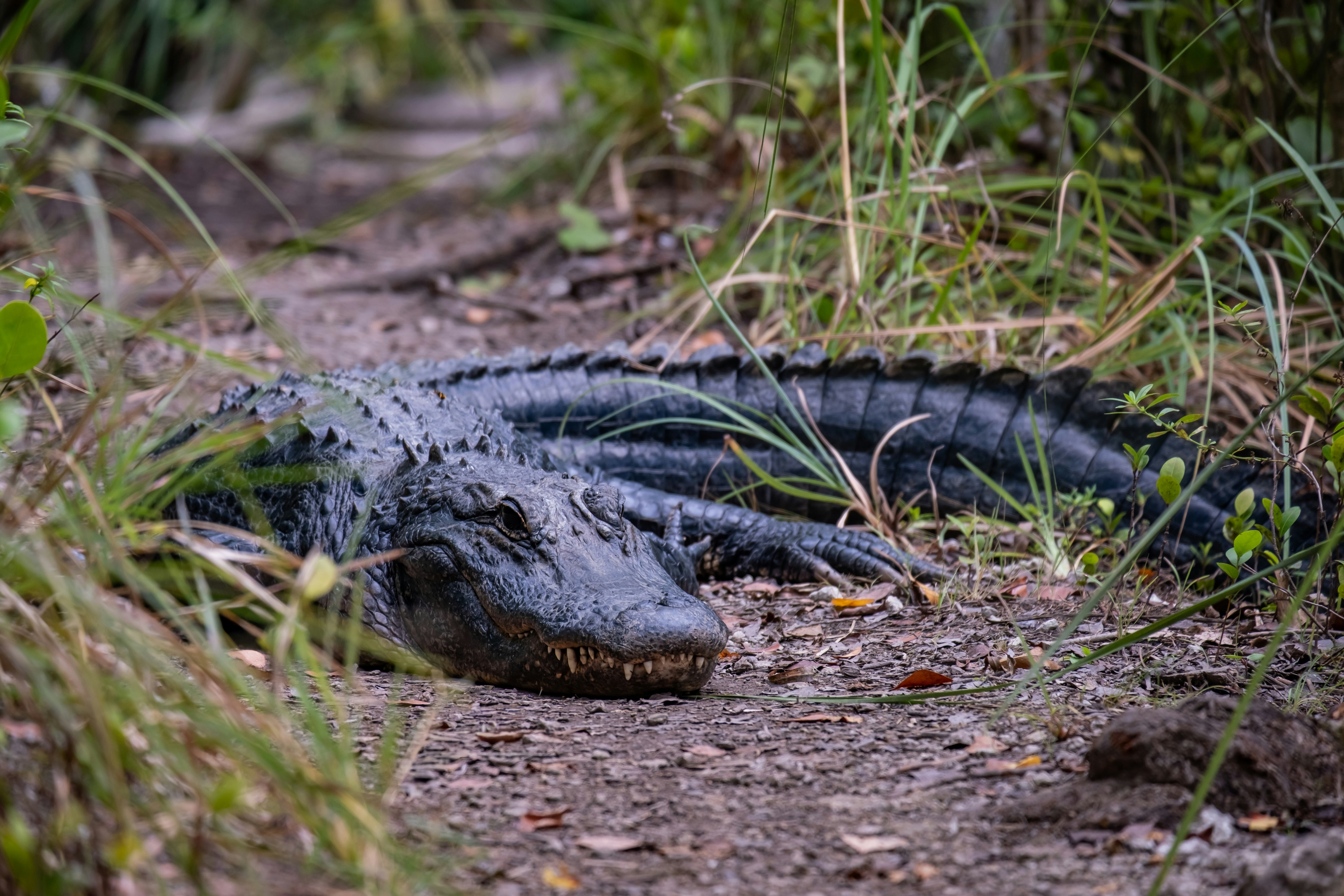 Large American Crocodile resting on a riverbank near the Tarcoles River Costa Rica