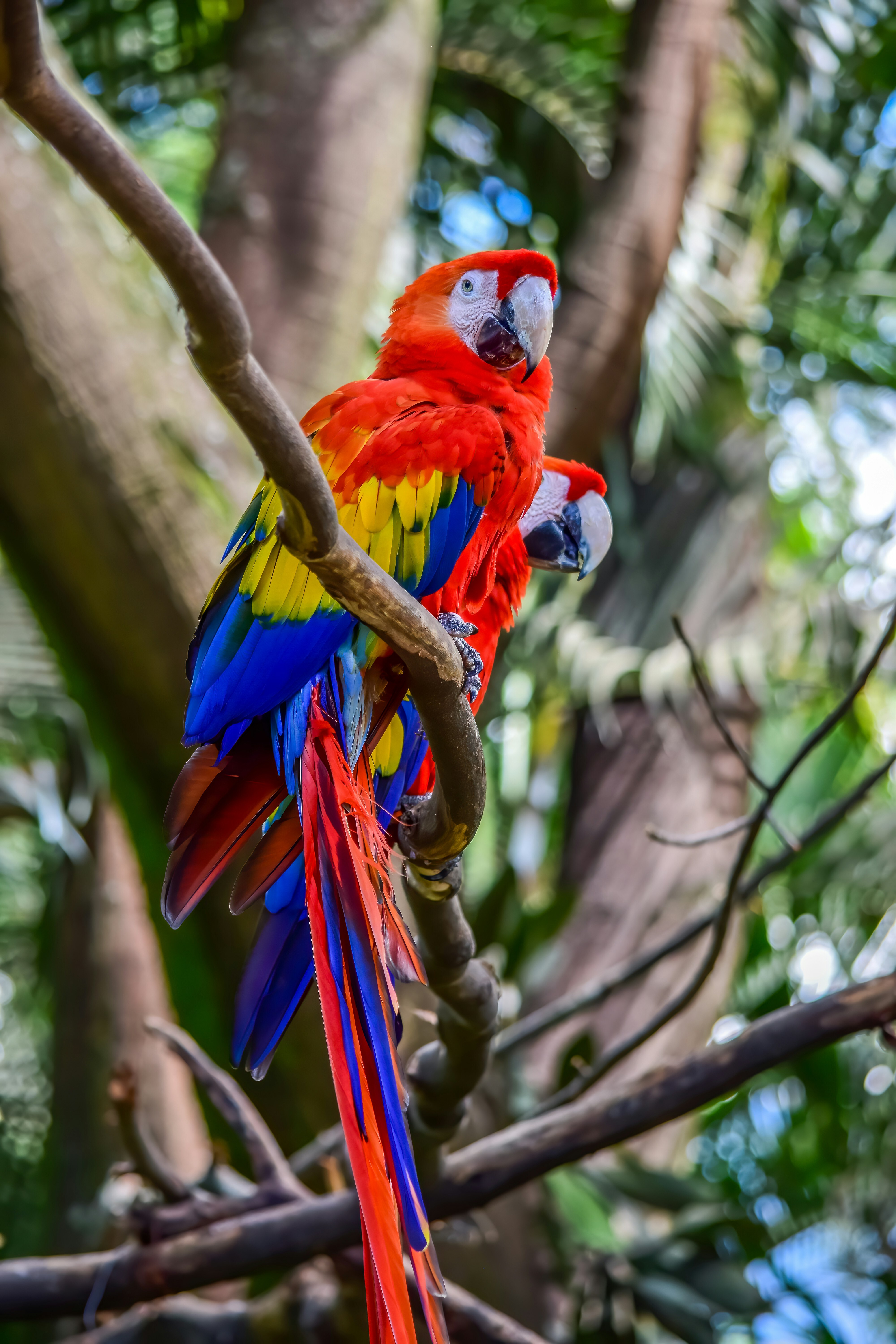 A pair of wild Scarlet Macaws perched on a branch in the rainforest of Costa Rica