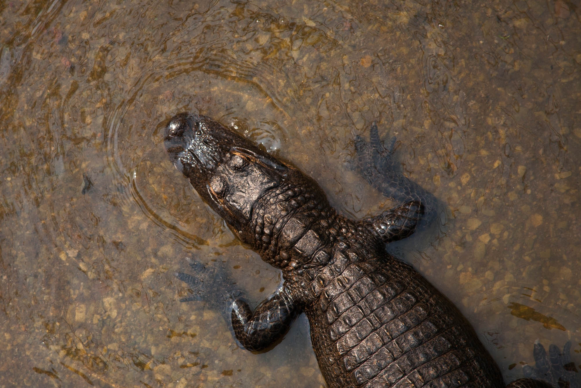 American Crocodile Tarcoles River Safari